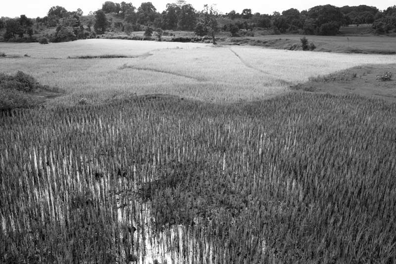 Traditional science for irrigation in India - 'Garha Don' paddy fields at the base of a valley in a Munda tribal village in Jharkhand. These fields are irrigated by run off flowing down the undulating terrains and collecting inside.